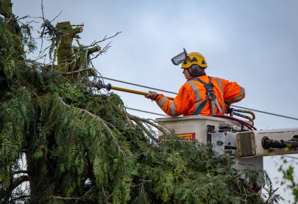 Trusted Sylvania, AL Tree Removal Services Experts